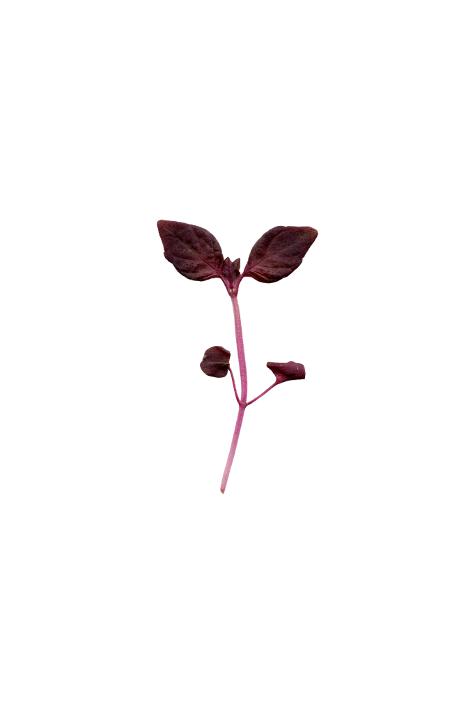 MP-shiso-pourpre-transparent-PNG.webp