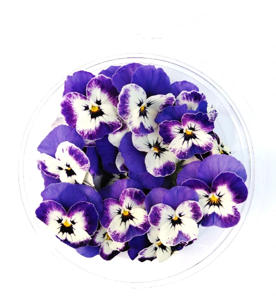 pensées bleues blanches.webp