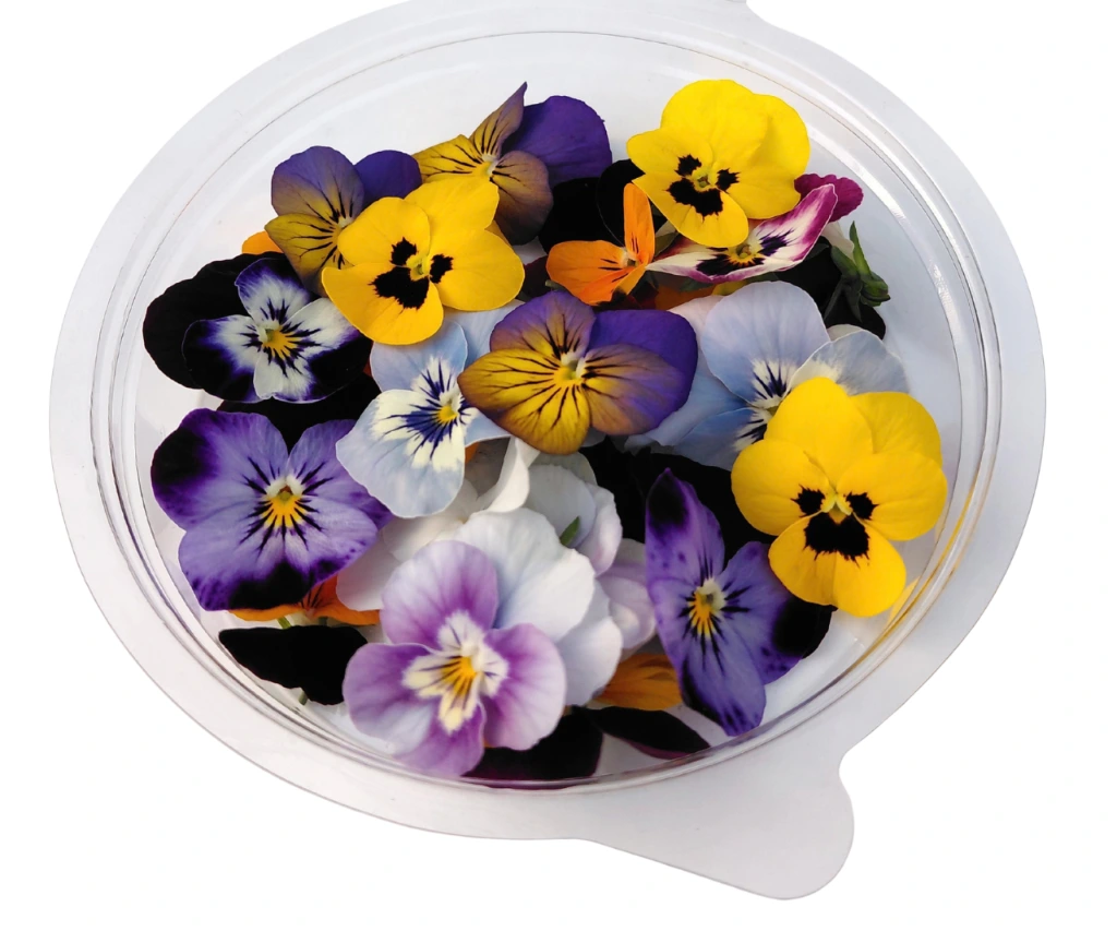 pensee muix fleur a mabger.webp