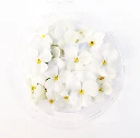 pensée blanche.webp