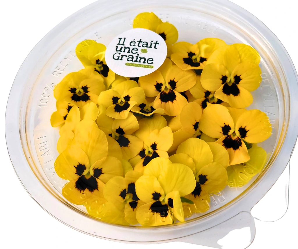 petite fleur pensee jaune.webp