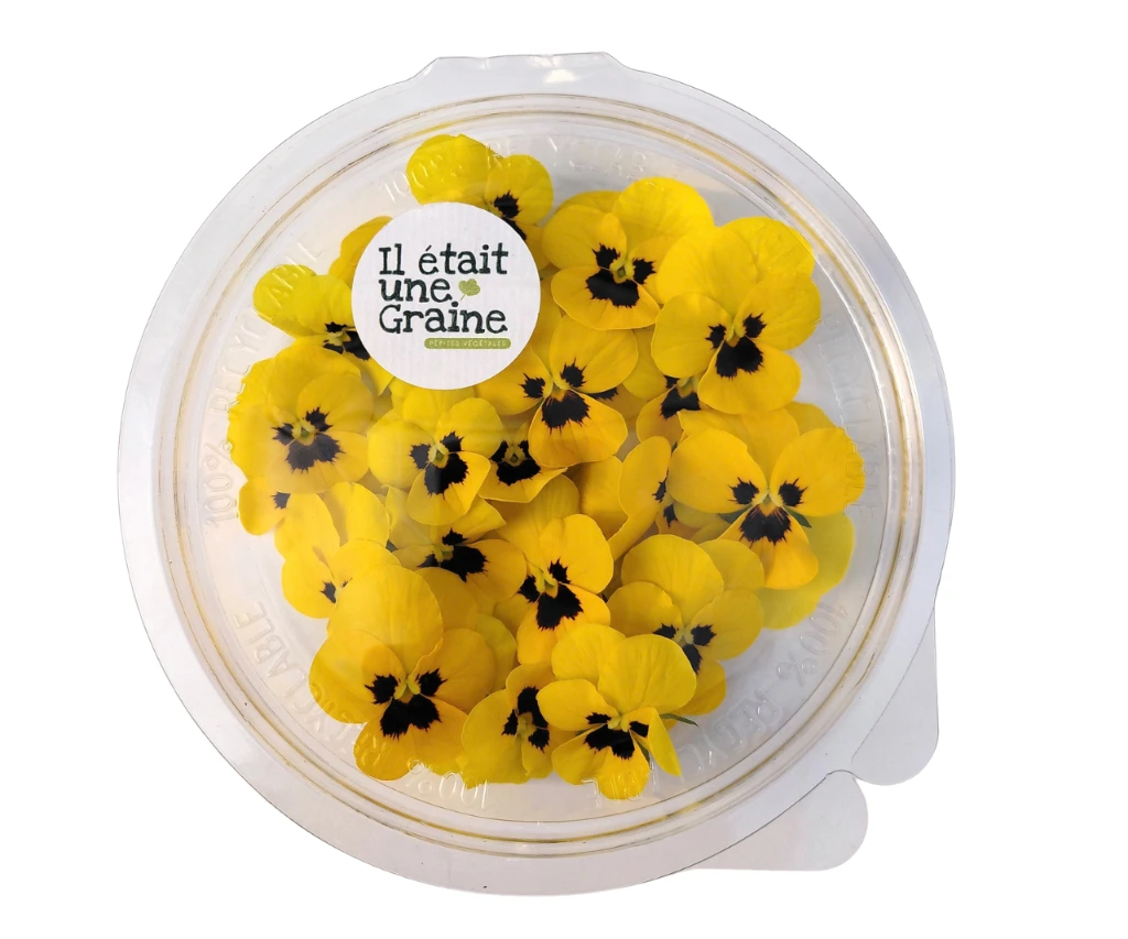 manger fleur francaise pensee jaune.webp
