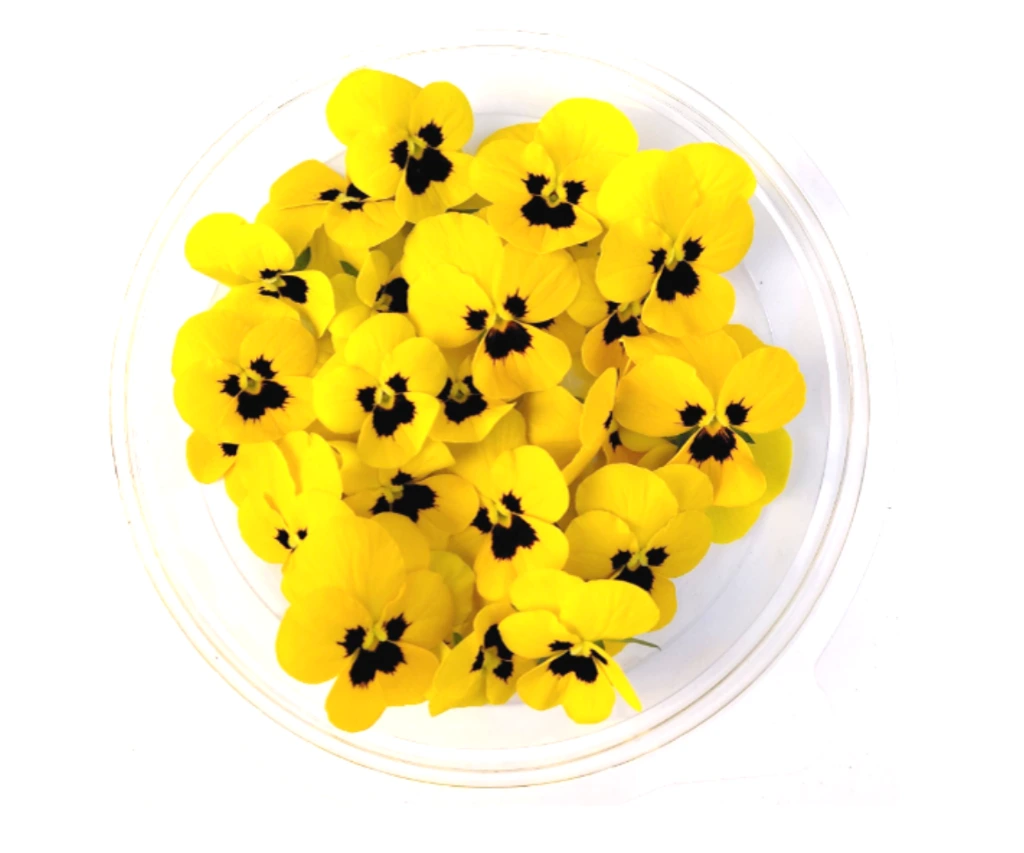 fleur pensee jaune.webp