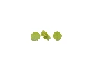Agastache (micro-pousse)