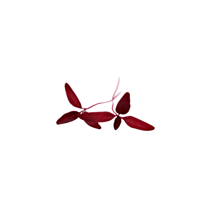 Amarante (micro-pousse)