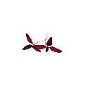Amarante (micro-pousse)