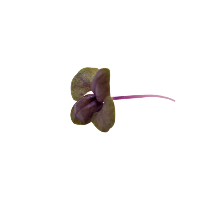 Basilic pourpre (micro-pousse)