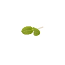 Bourrache (micro-pousse)