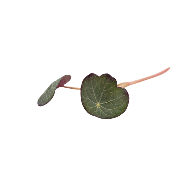 Capucine (micro-pousse)