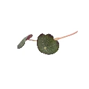 Capucine (micro-pousse)