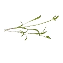 Carotte (micro-pousse)