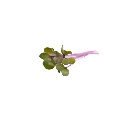 Chou rouge (micro-pousse)