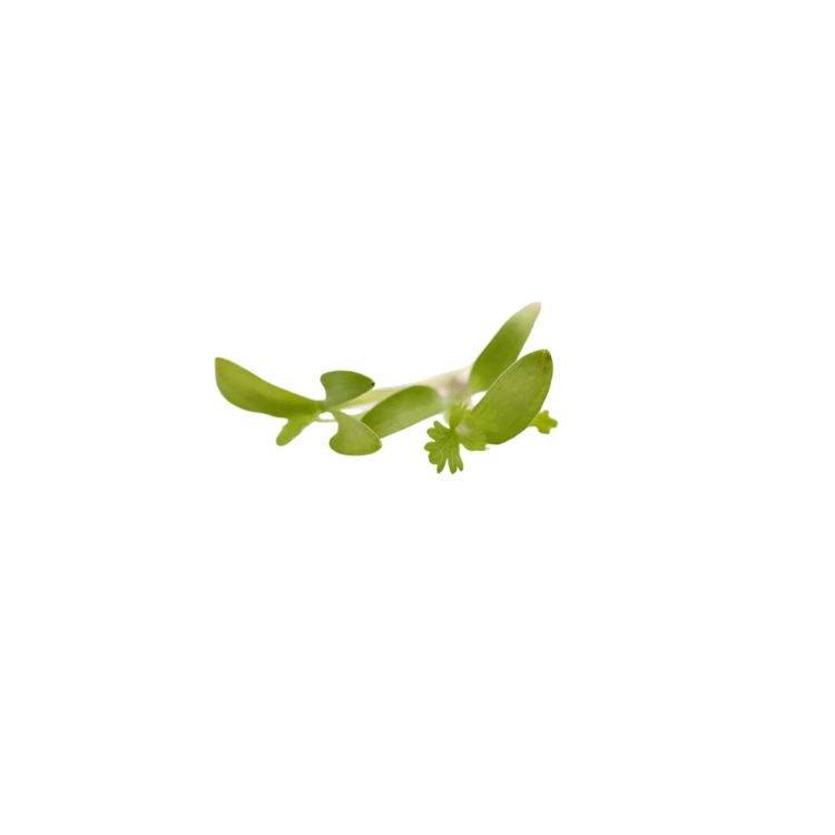 [MPCoriandre11] Coriandre (micro-pousse)