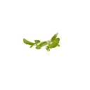 Coriandre (micro-pousse)