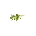 Cresson (micro-pousse)