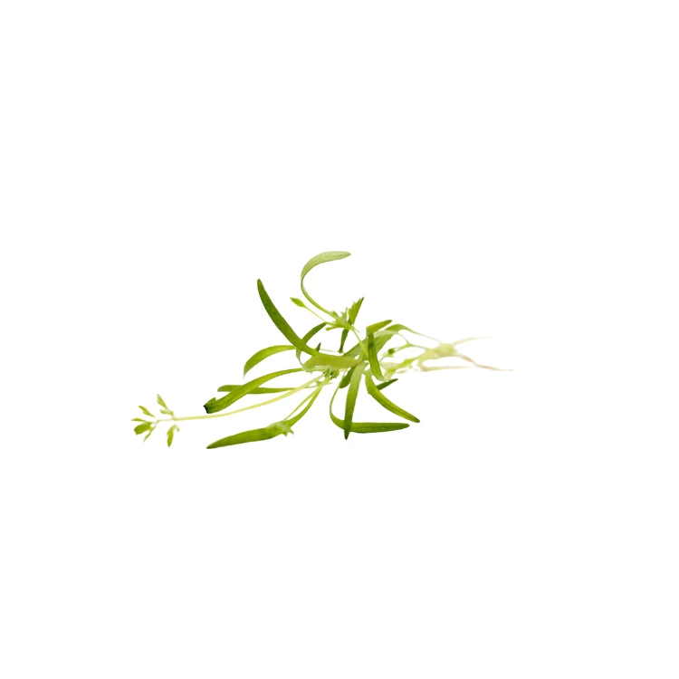 Fenouil (micro-pousse)