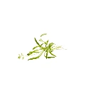 Fenouil (micro-pousse)