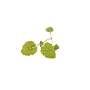 Mélisse (micro-pousse)