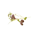 Moutarde rouge (micro-pousse)