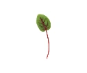 Oseille (micro-pousse)