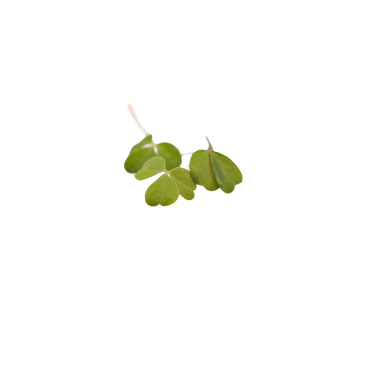 [MPOxalisverte54] Oxalis verte (micro-pousse)