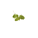 Oxalis verte (micro-pousse)