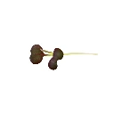 Pak choï (micro-pousse)