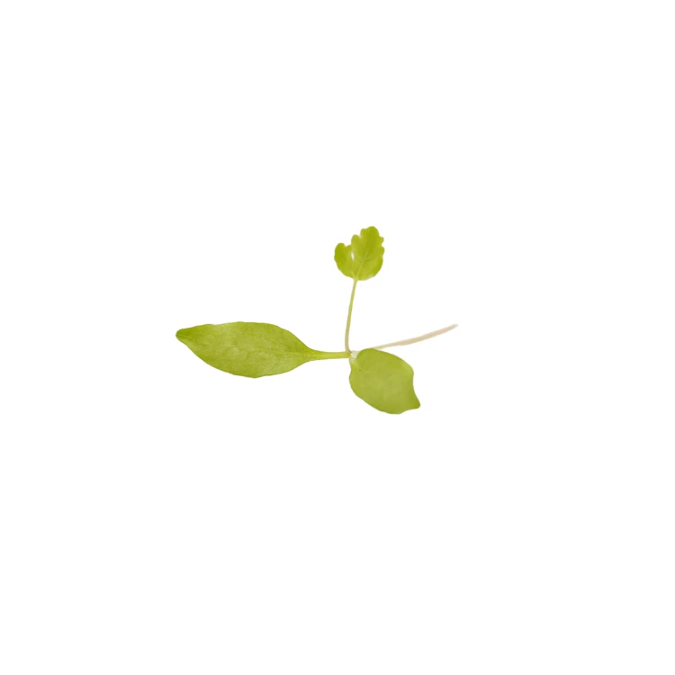 Persil (micro-pousse)