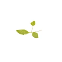 Persil (micro-pousse)