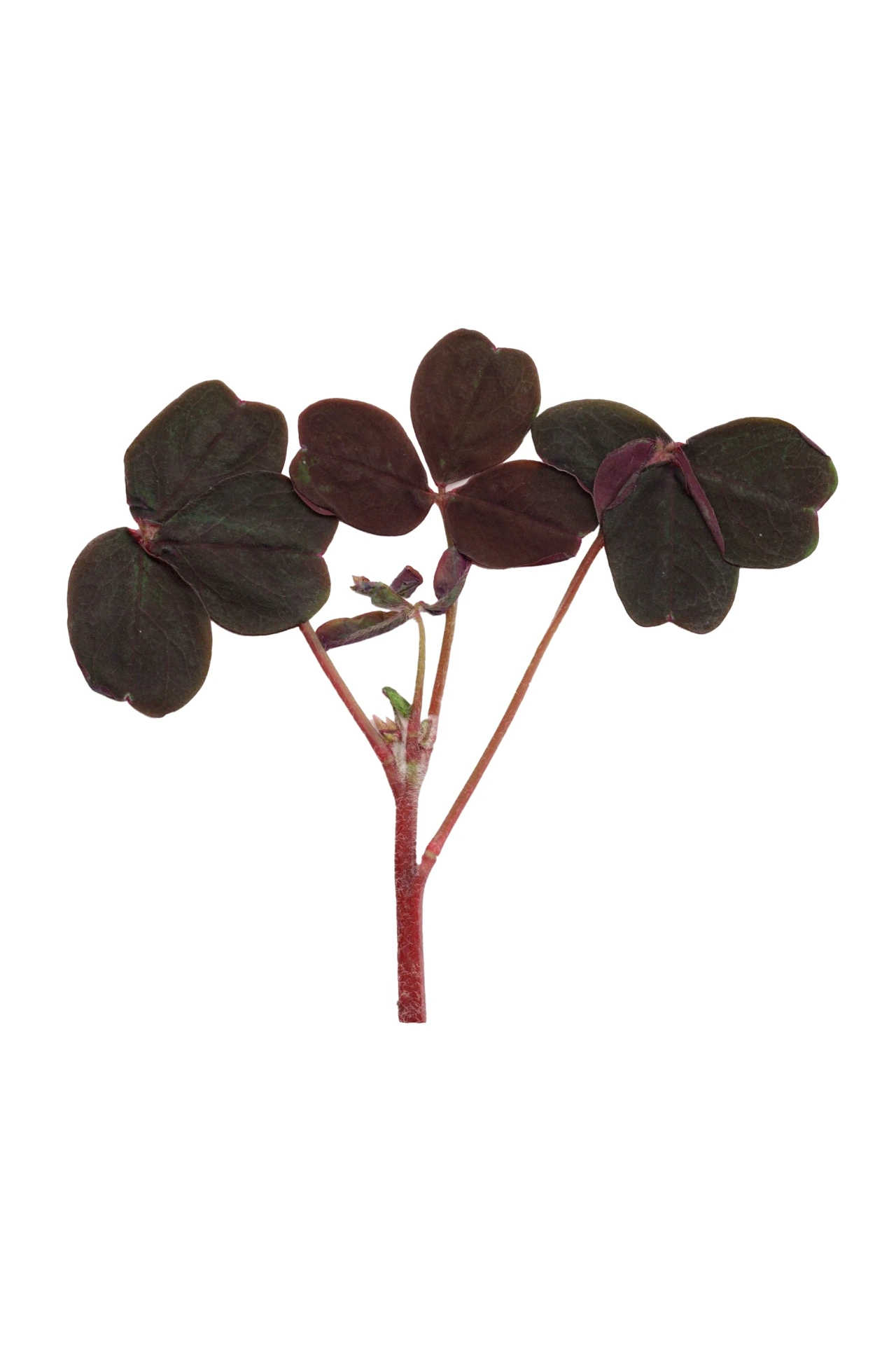 Petite oxalis pourpre (produit coupé)