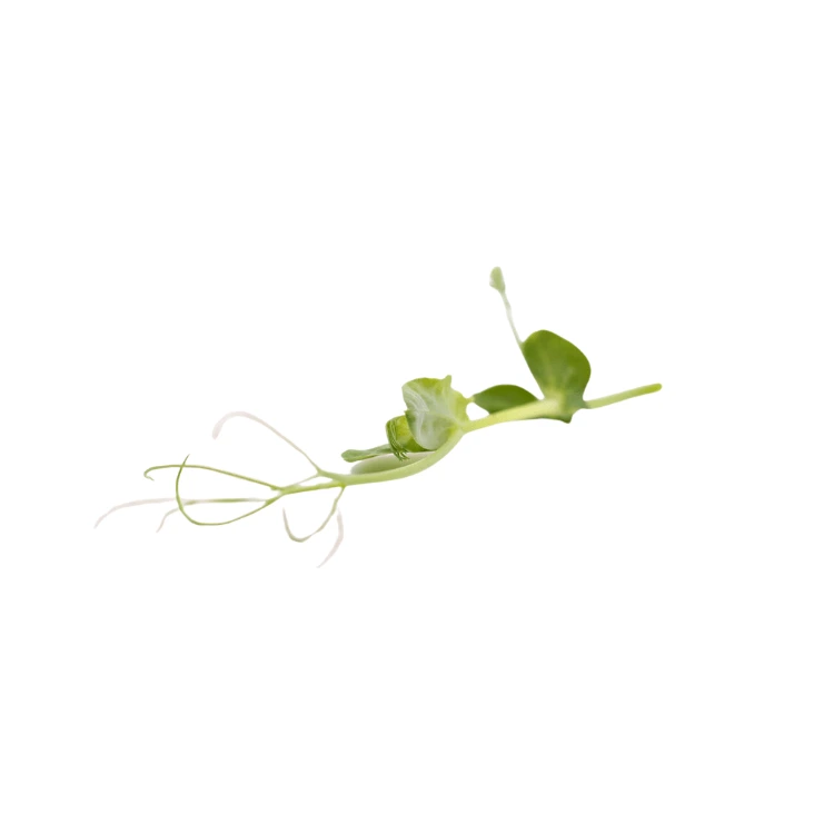 [MPPois17] Pois (micro-pousse)