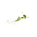 Pois (micro-pousse)