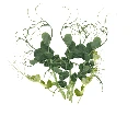 Pois en folie (produit coupé)