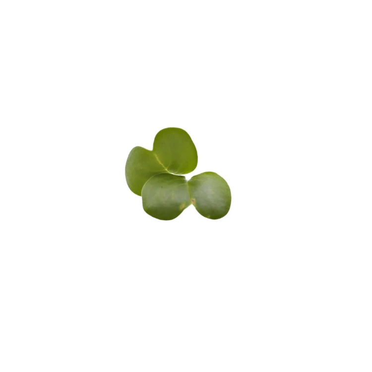 Radis daïkon (micro-pousse)