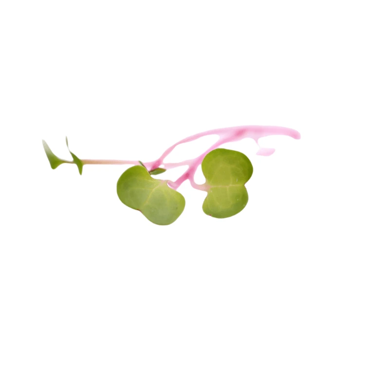 [MPRadissangria19] Radis sangria (micro-pousse)