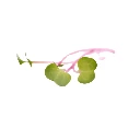 Radis sangria (micro-pousse)