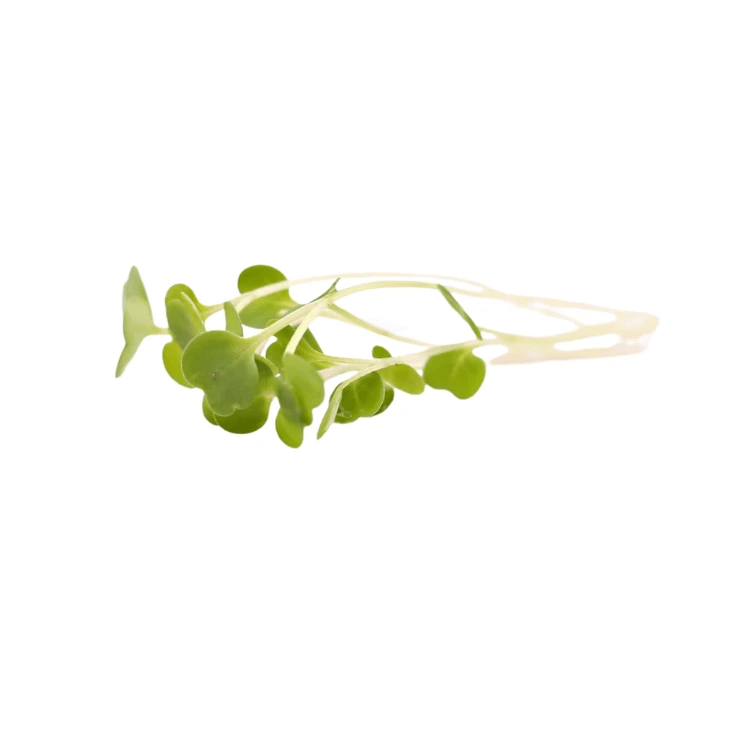 [MPRoquette20] Roquette (micro-pousse)