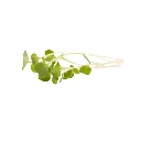 Roquette (micro-pousse)