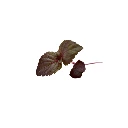Shiso bicolore (micro-pousse)