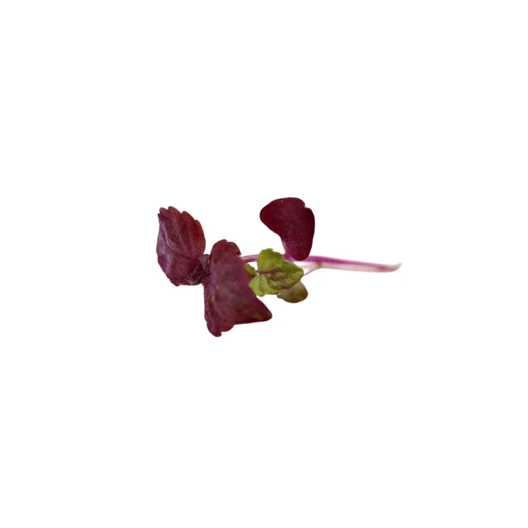 [MPShisopourpre21] Shiso pourpre (micro-pousse)