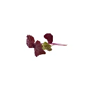 Shiso pourpre (micro-pousse)