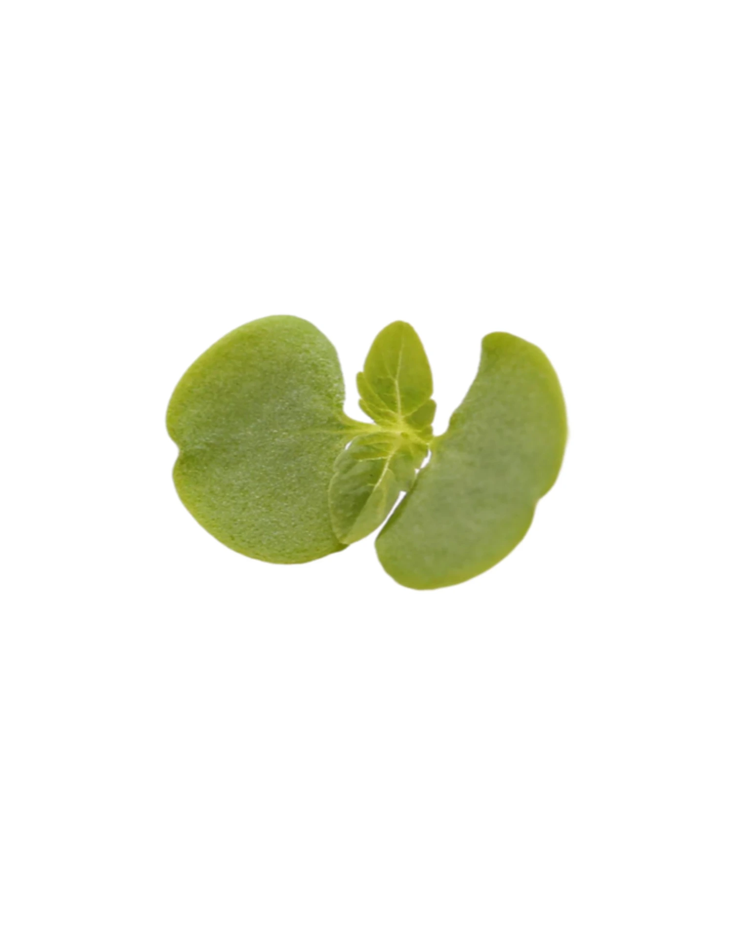 Shiso vert (micro-pousse)