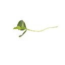Toona (micro-pousse)