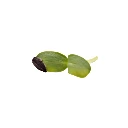 Tournesol (micro-pousse)