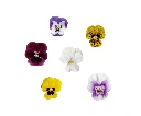 Petites pensées mix couleur - par 25