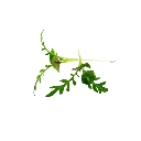 Lavande (micro-pousse)