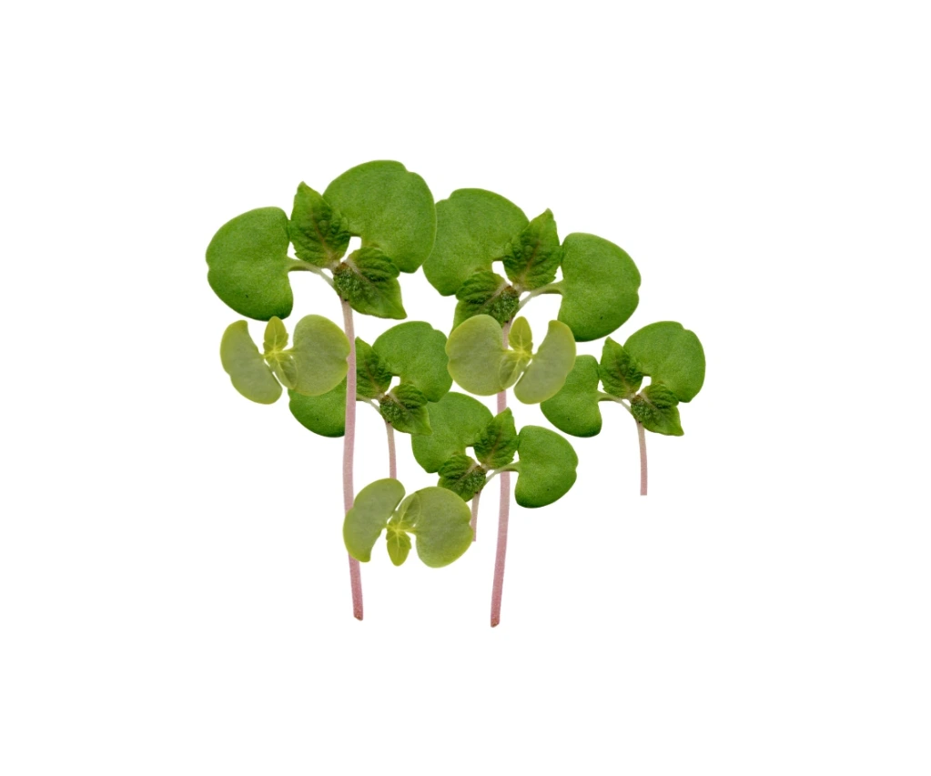 [PCShisovert86] Shiso vert en folie (produit coupé)