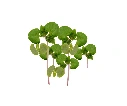 Shiso vert en folie (produit coupé)