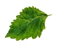 Shiso vert feuille (produit coupé)  
