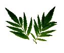 Feuilles de tagète passion (produit coupé)